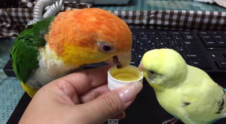 この飲み物おいしいね、２羽の鳥さんがお茶に夢中