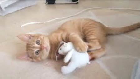 次はオマエダ…おもちゃに飽きた子猫に襲われる