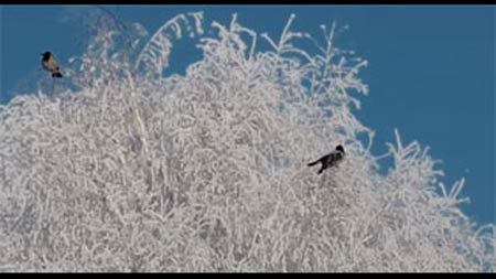 鳥が気になる…雪が積もったスゴク高い木に登る猫