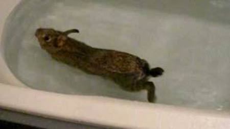 プカっと浮かんでスイスイ泳ぐ…ウサギさん入浴中