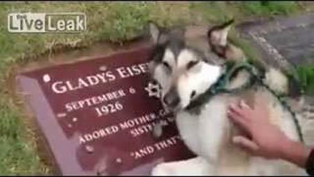 亡くなった飼い主さんのお墓ですすり泣く犬