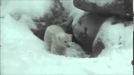 雪がうれしくてコロンと寝転ぶ白クマの赤ちゃん