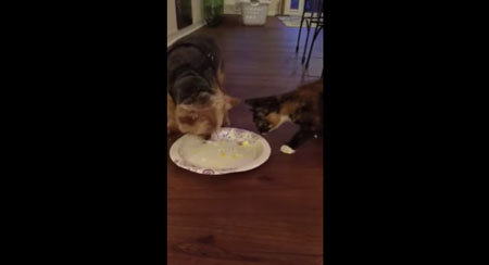 犬のエサを猫が一緒に食べようとしたら犬がまさかの…