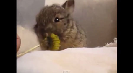 おいしそうにお花を食べる小さいウサちゃん