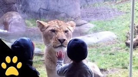 動物園に遊びに来た子供が気になる動物たち