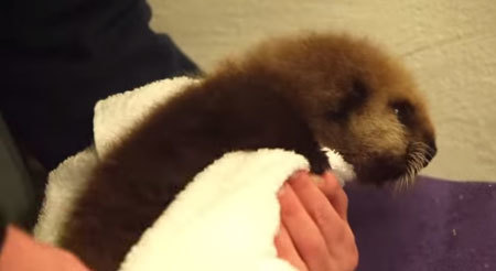 ラッコの赤ちゃんが動物園にやってきた！