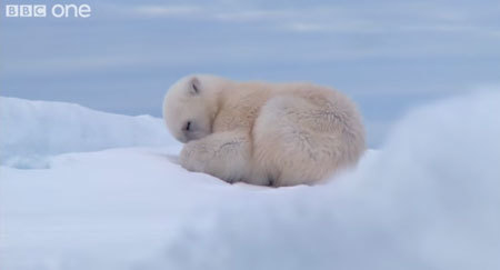 白クマ怖い…撮影しようと潜入した流氷ロボ全力疾走