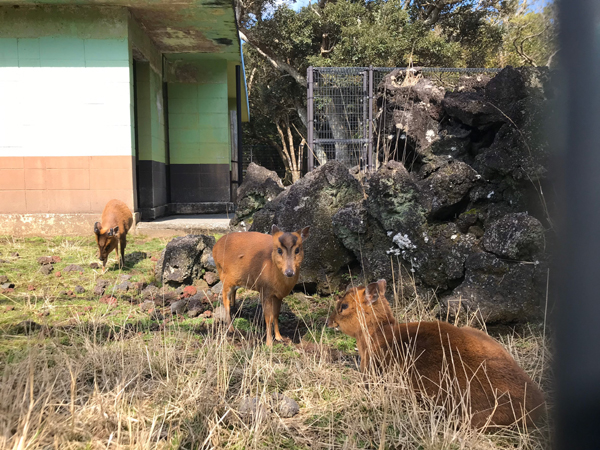 伝説のギャグ 八丈島のきょん のキョンを探して ファンシー絵みやげ いまトピ