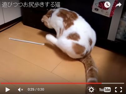 シュールで可愛い 猫さんのお尻歩き動画を集めてみた いまトピ