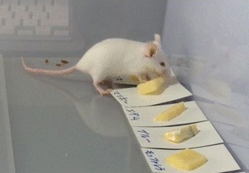 ネズミが一番好きなチーズは何 10種類のチーズからネズミ自身に選んでもらった いまトピ