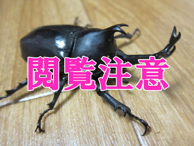 閲覧注意 カブトムシを超高速で動かしたらゴキブリみたいに気持ち悪くなるのか いまトピ