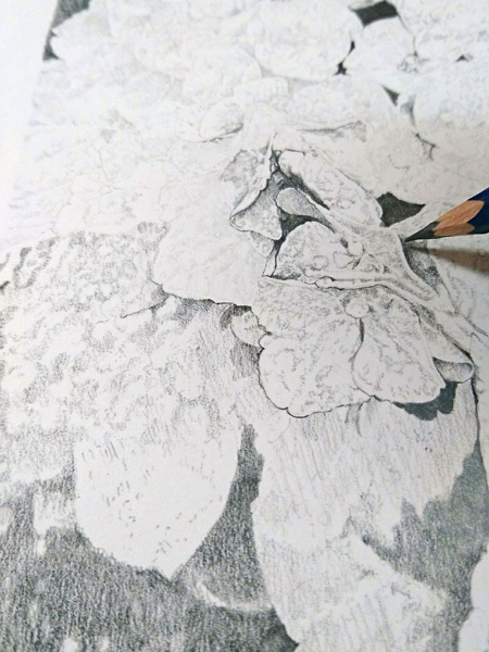 鉛筆で描いてみた しずくに注目 雨上がりの紫陽花 いまトピ