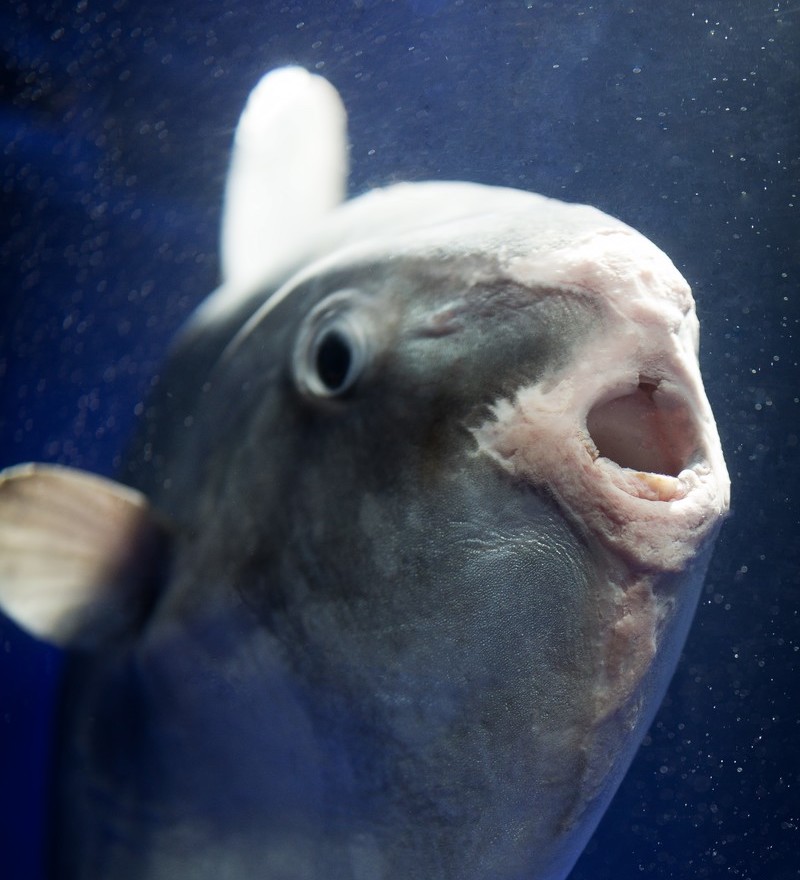 マンボウの たらこ唇 実は水槽の壁に擦れて唇が腫れていた ネット民 知らなかった 衝撃です いまトピ