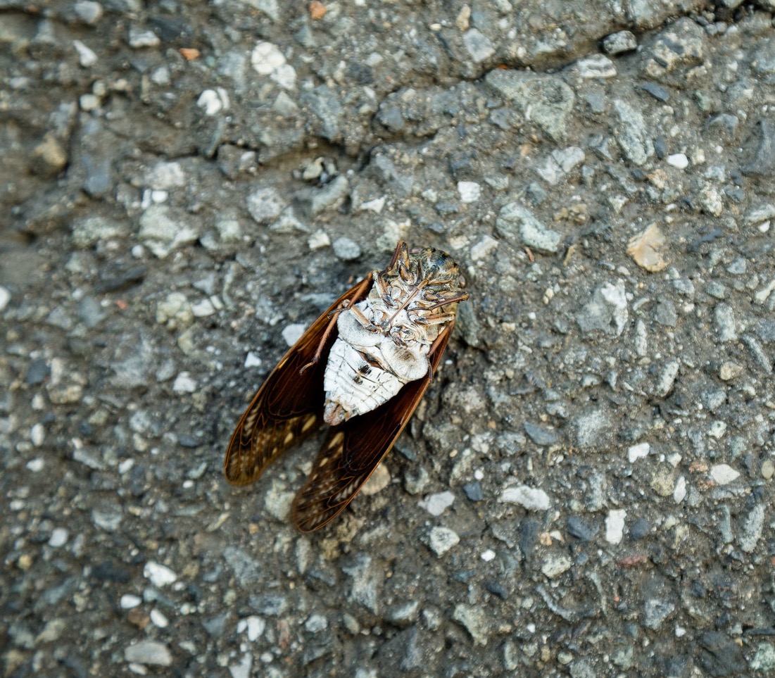 路上やベランダでひっくり返ってる 蝉 セミ 生きているのか死んでいるのかの見分け方がこちら ネット民 トラウマです 信用ならない 心臓に悪い いまトピ