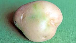 要注意！「緑色のジャガイモは食べない方がいい」ジャガイモの保管方法
