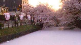 【画像】美しすぎる…弘前公園の桜と花筏の写真まとめ