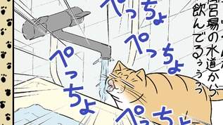 飼い猫が風呂場で水を飲み飼い主は・・・の巻