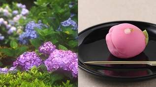 「和菓子の日」に食べたい紫陽花の和菓子