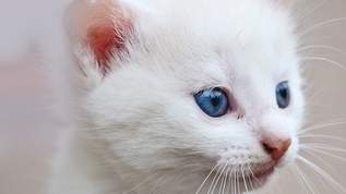 お正月に見ると福が来る？　猫好きさんがほっこりする「お餅そっくりな白猫」まとめ