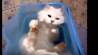 暑くてダレそうな時の清涼剤？水浴び大好き猫動画まとめ