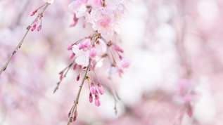 「桜もち」、東日本と西日本で二分するのは間違いだった！実は全国では圧倒的にアレが主流。「見たことない」の声も