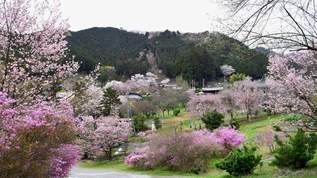 ここ本当に東京！？花見の穴場「桜の絶景」が桃源郷すぎる