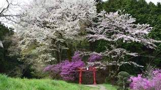 【インスタ映えも】東京の桜の絶景、温泉、ハイキング…穴場スポットはここ！
