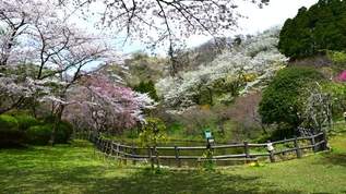 【桜と花の秘境】ファンタジー感がすごい…“駅から歩いて行ける絶景”が神奈川に！