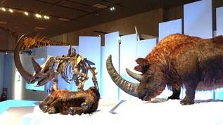 【化石ハンター展が熱い！】恐竜や超大型獣の化石を求めて冒険の旅に出よう！