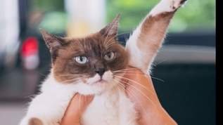 猫がおとなしく爪切りをさせてくれないときは、頭に◯◯を貼ると良い！？→ネット民「こんな裏技があるなんて」「不思議」