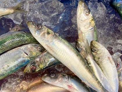 業務スーパーの冷凍バルト海イワシでタチウオが釣れる！エイ釣りやタラ釣りにも。コスパ最強の釣りエサ（1/2）