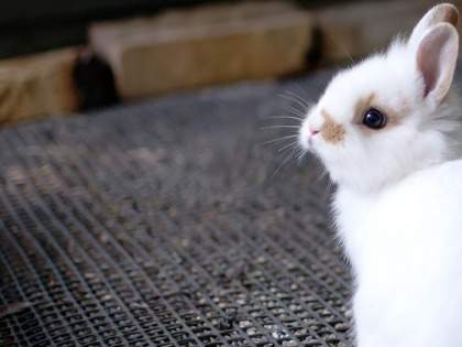 「うさぎ好きのみなさん大変です！キャンドゥ(100均)が激アツです🐰！」「可愛すぎる…あまりに可愛すぎて買いすぎちゃいました😂💦」ミッフィー好きも大注目！