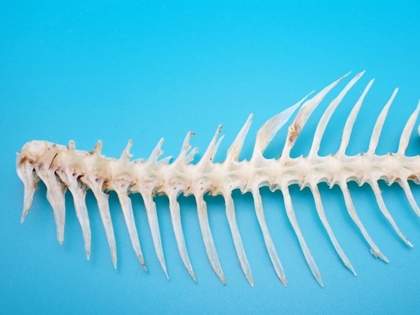 「魚食べてたら骨に豆みたいなのついてた、なんだこれ」驚きの正体とは→ネット民「縁起がいい！」「ほんとにあるんだな」「大人になっても学ぶことって沢山あるな」（1）