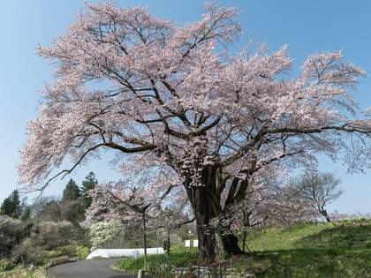 毎年、満開に咲かせていた桜の木が伐採され「愚行、酷い…」→ネット民から賛否両論
