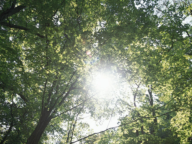 太陽