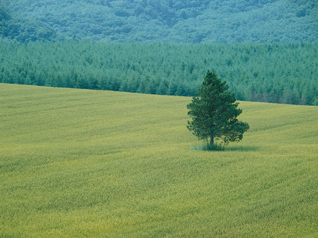 風景