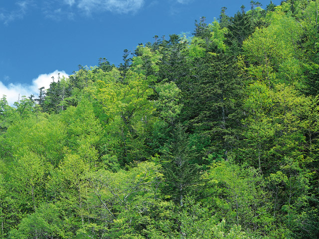 山