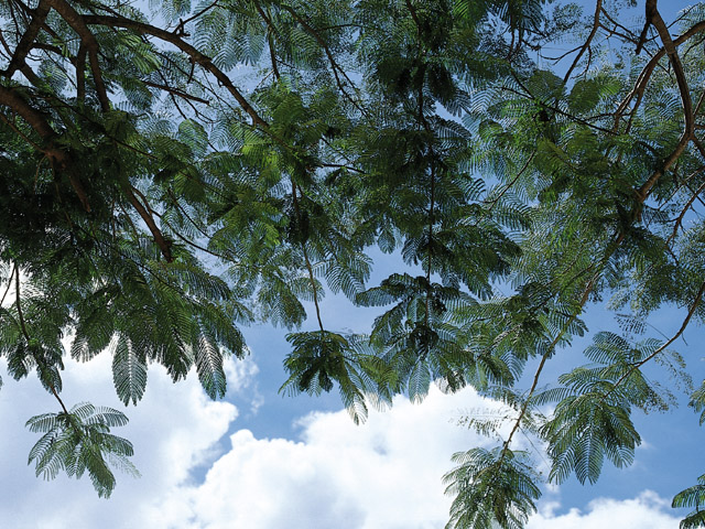 夏