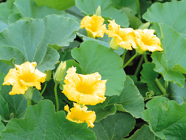 夏野菜