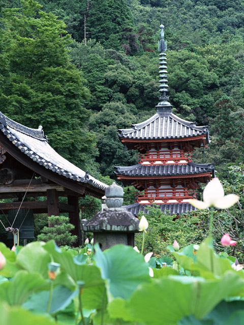 寺