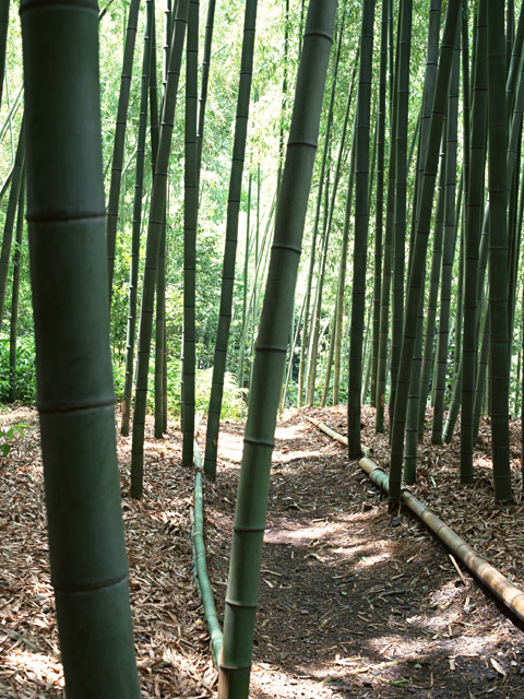 竹林