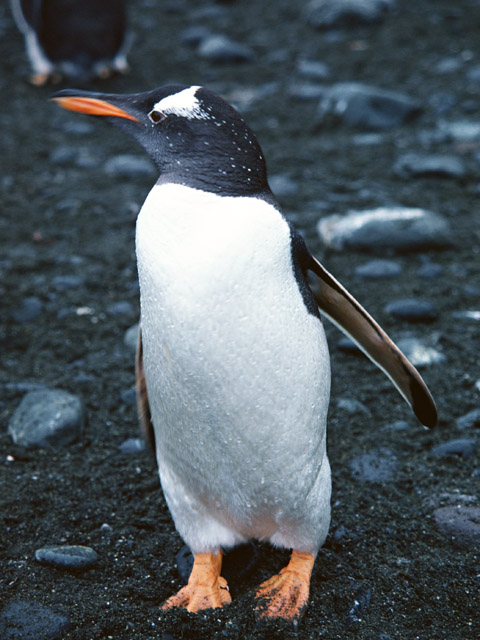 ペンギン
