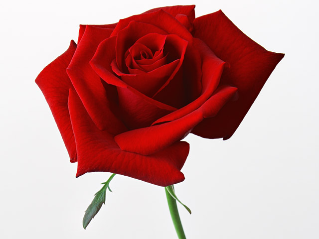 薔薇