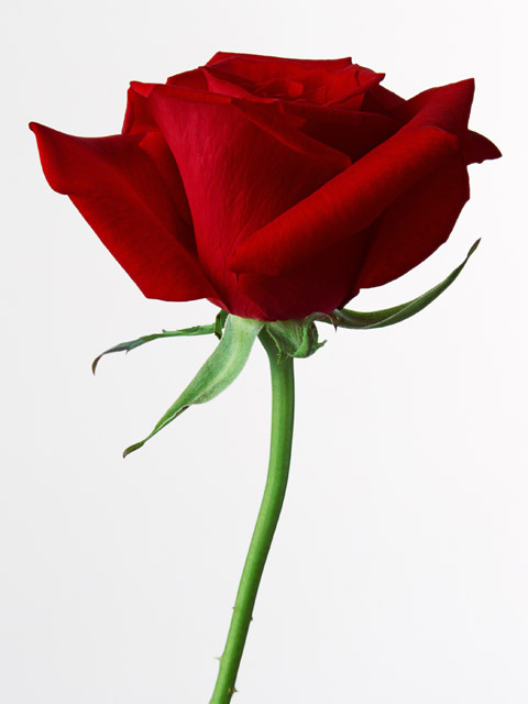 薔薇