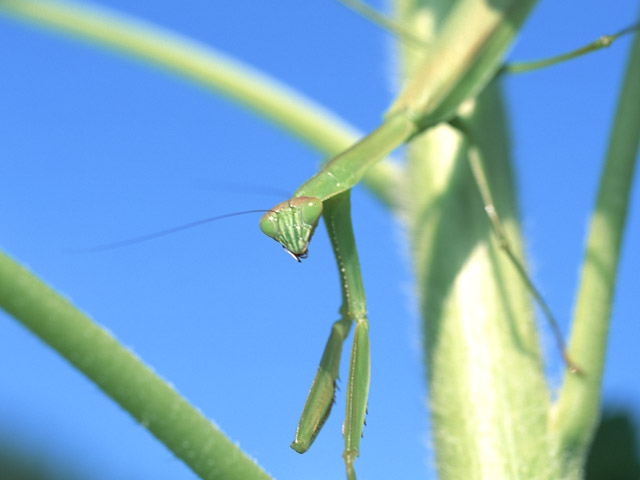 カマキリ