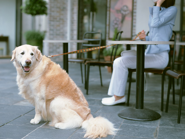 犬の前で 死んだフリ をした結果 ゴールデンレトリバーの とった行動 に ほっこり癒された いまトピライフ