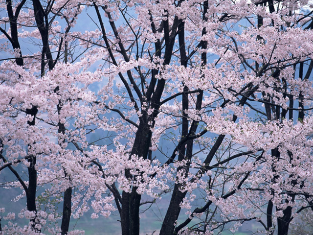 桜