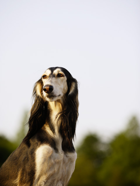 動物
