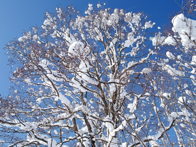 雪