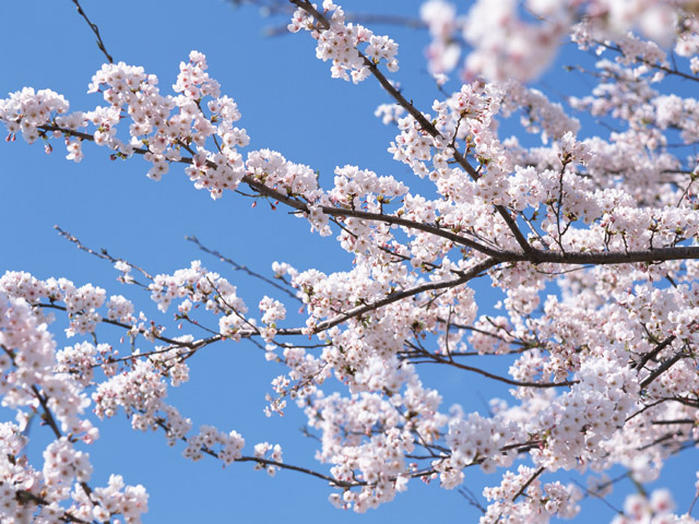 桜